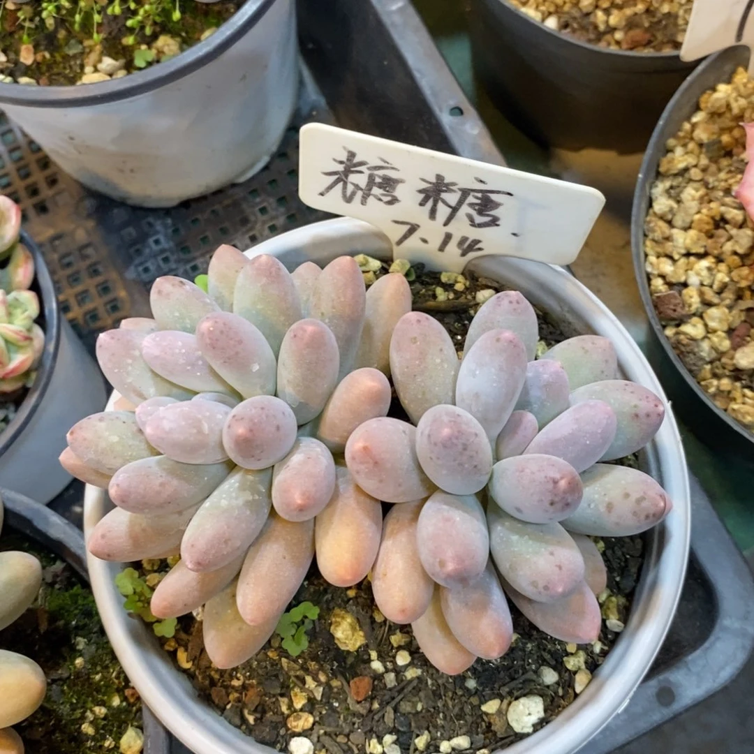 可以吗你说你想吃就能不能