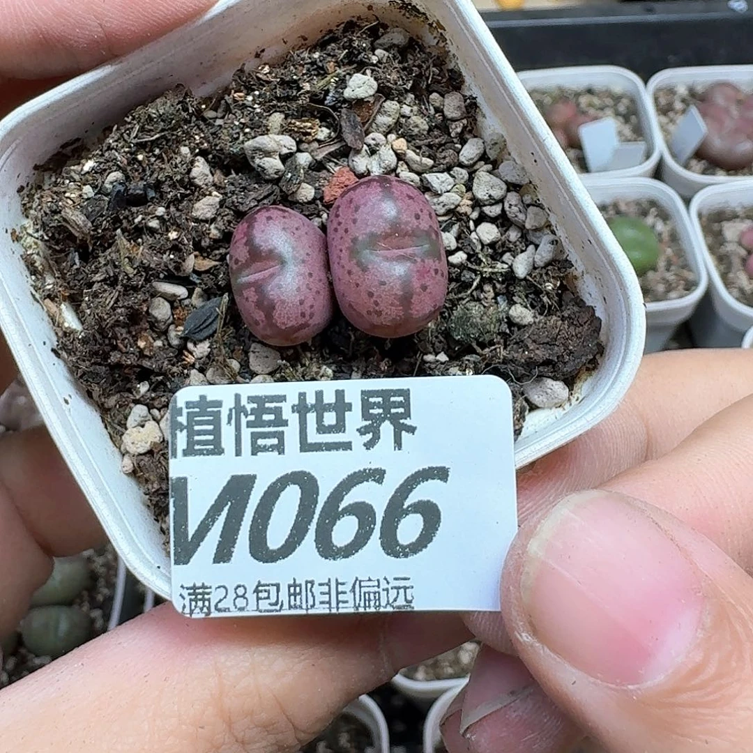 幺***零多肉植物的人生wfg