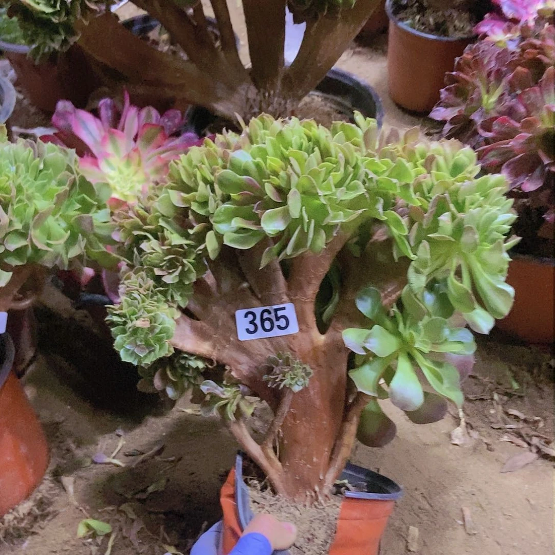 365玫瑰法师缀老板子