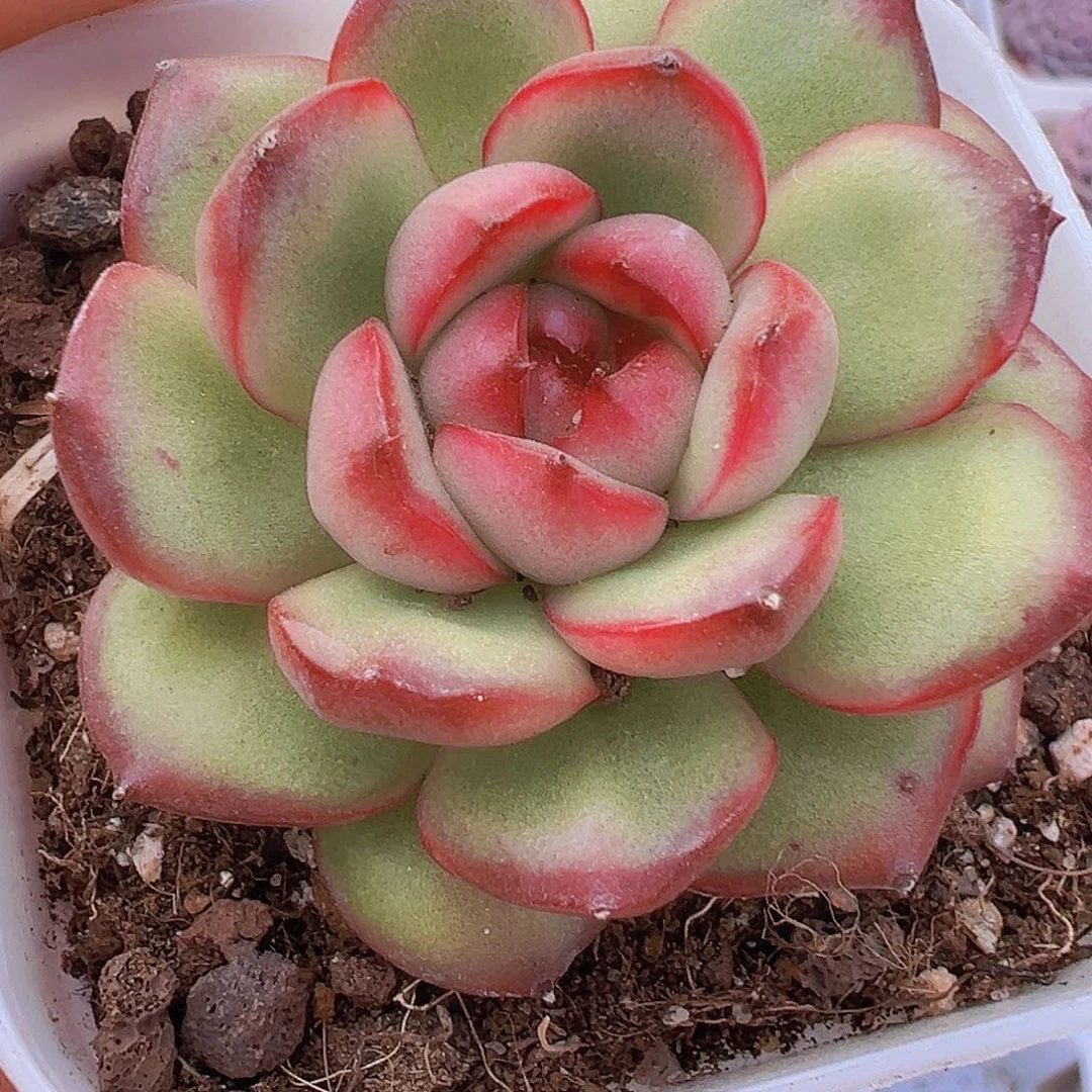 万宝龙19包邮多肉