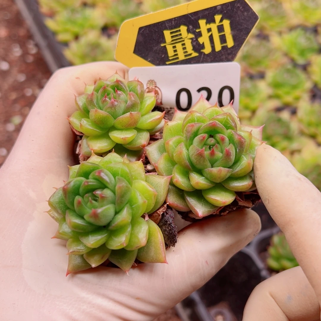 多肉植物多肉植物