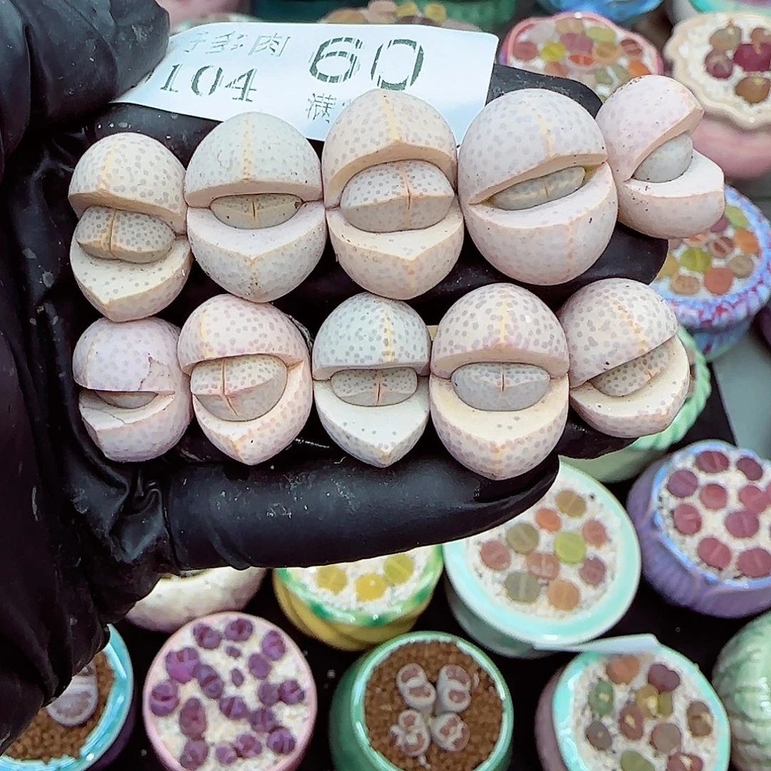 生石花满18包邮0104-60