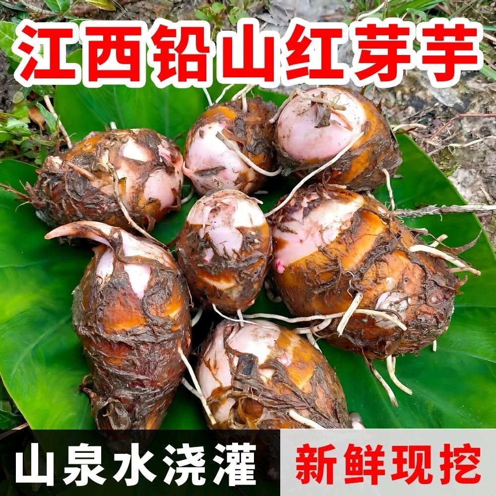 【新鲜现挖】江西正宗红芽芋软糯小香芋红嘴芋艿现挖现发产地直发