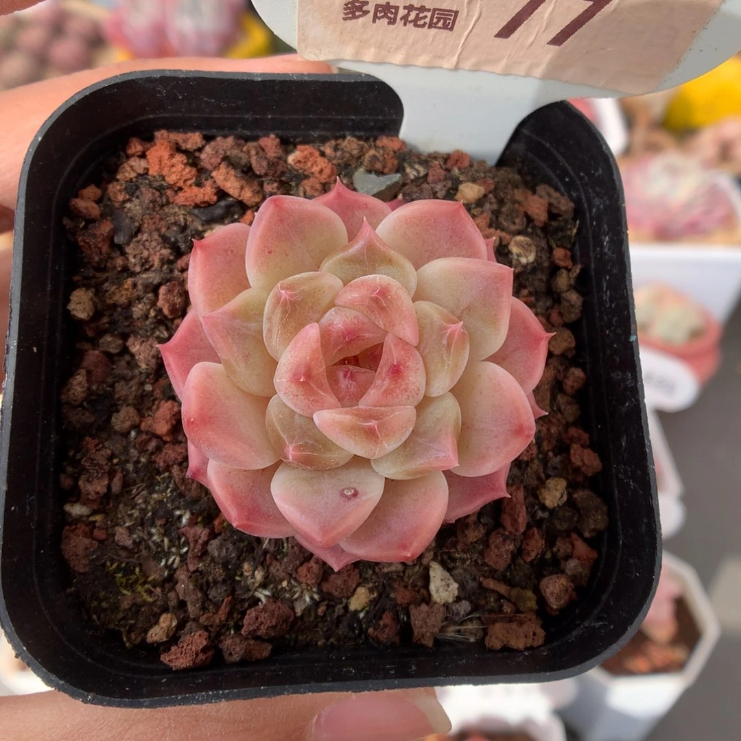 77冰魄多肉植物福利