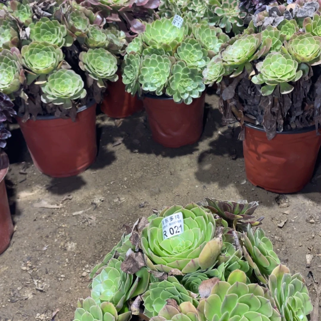 021花月夜多肉法师断枝不包