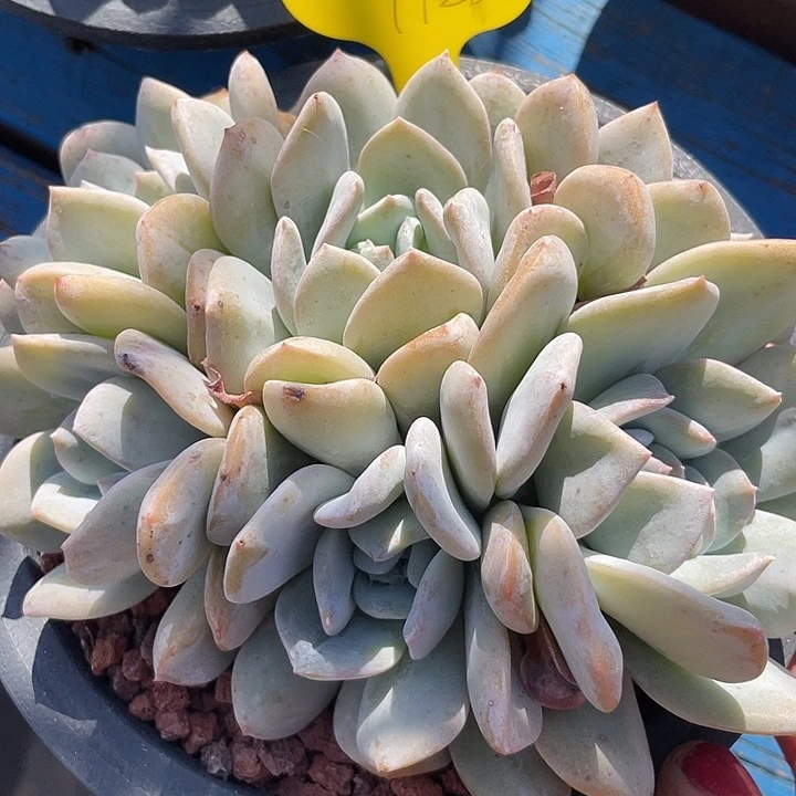 雪特多肉植物群生126