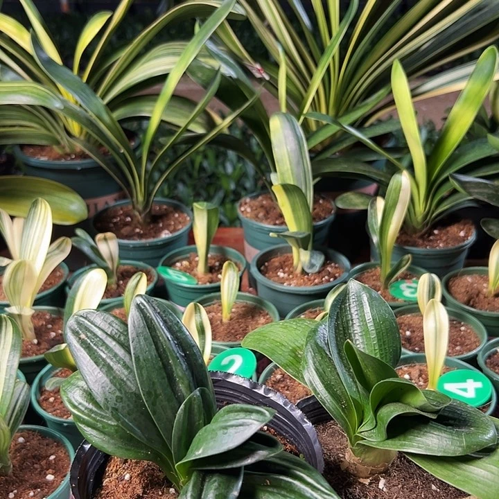 当前无花朵，栽培后可花朵仁*