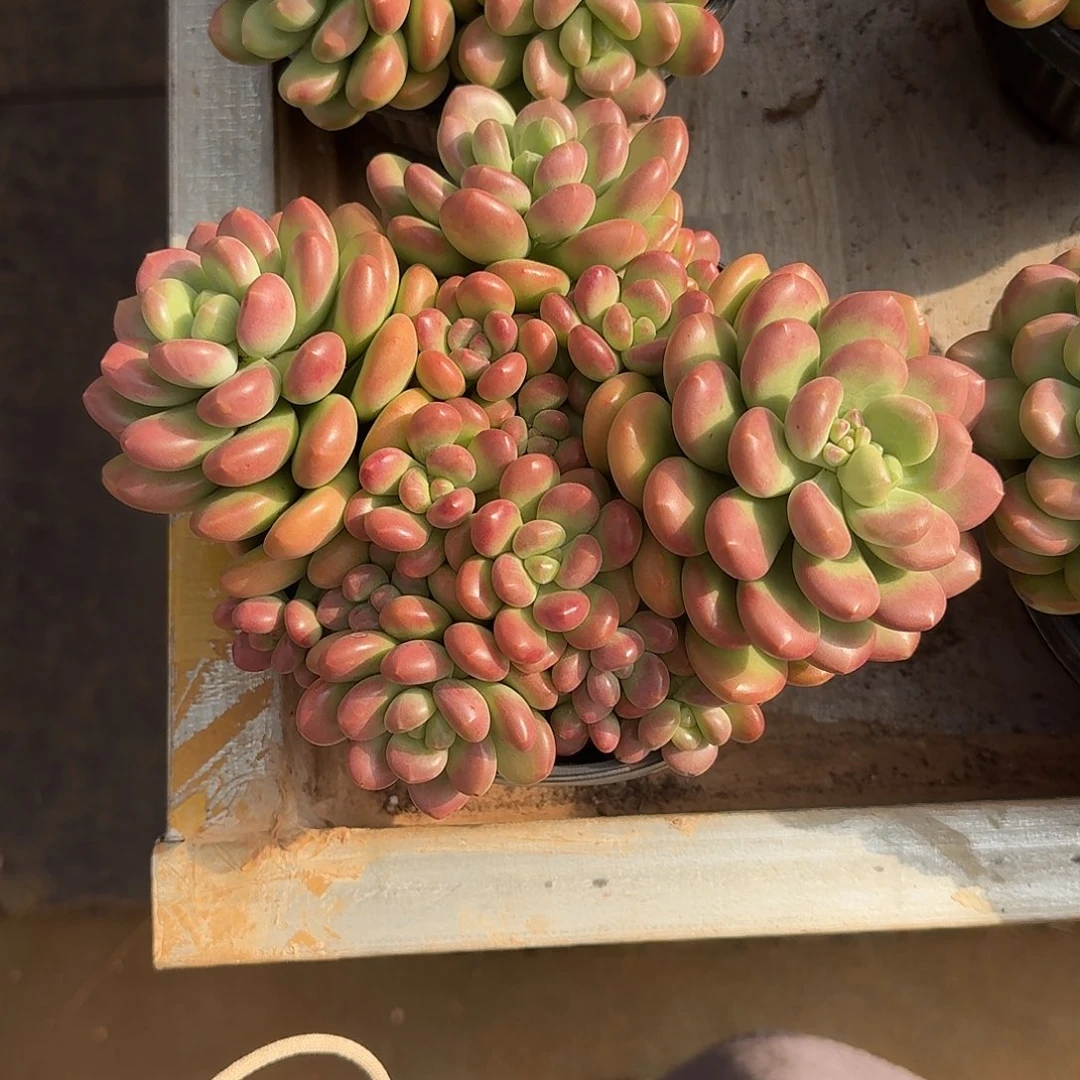 阳光玫瑰整无砍群生