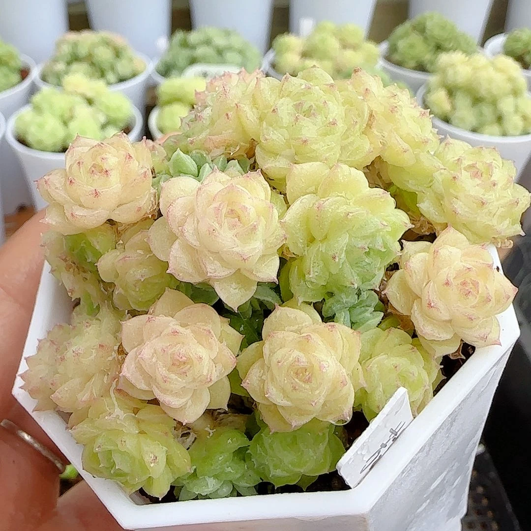 【开播福利】0926-117（芳菲）