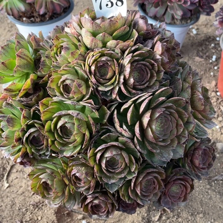 738多肉植物万拉丝