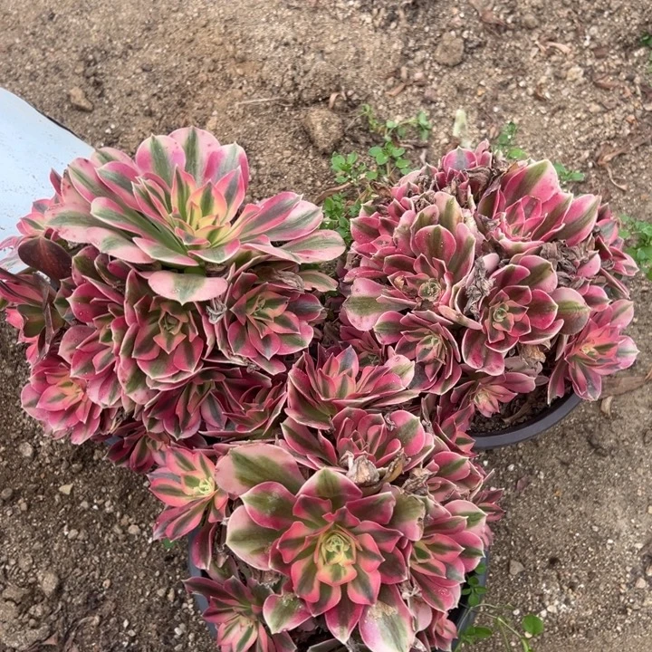 粉女巫三颗组多肉植物量