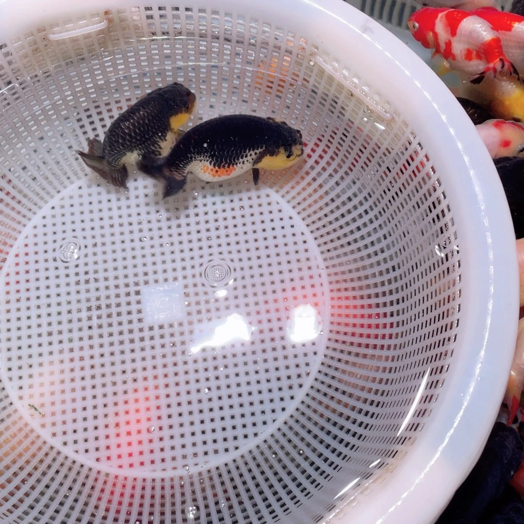 金鱼刚刚胡uuuu以后英语uuu