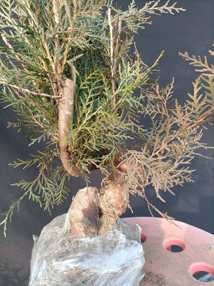 耐寒侧柏盆栽室内绿植老桩造型茶几办公盆景