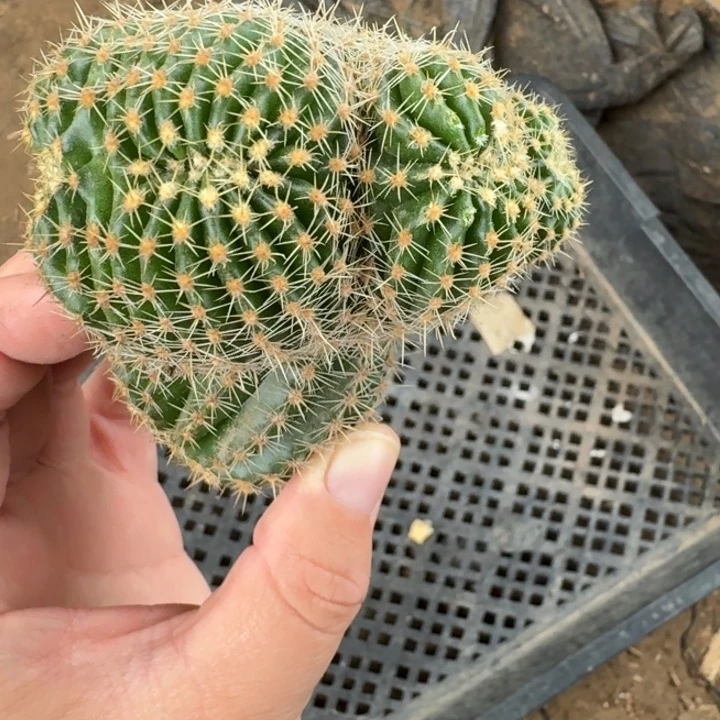 323彩草缀化无根侧牙群