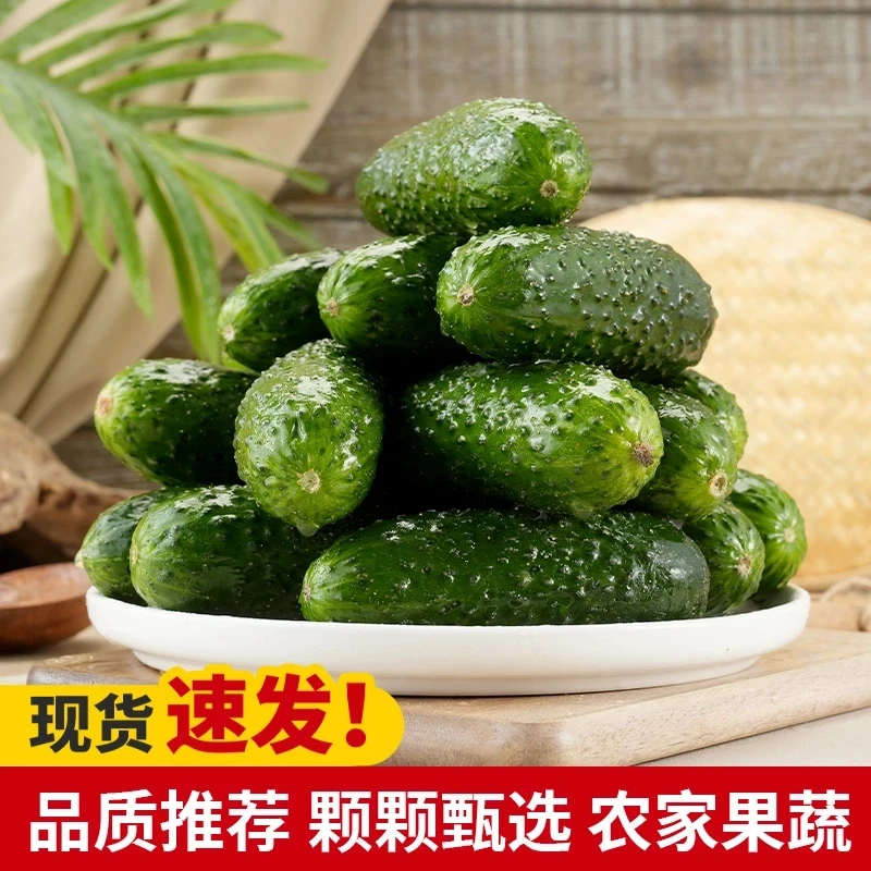 【小马果蔬】山东新鲜玛莎水果黄瓜3/5斤现摘脆嫩美味产地直发