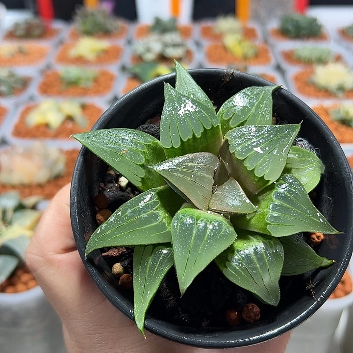 十二卷多肉媚凤11