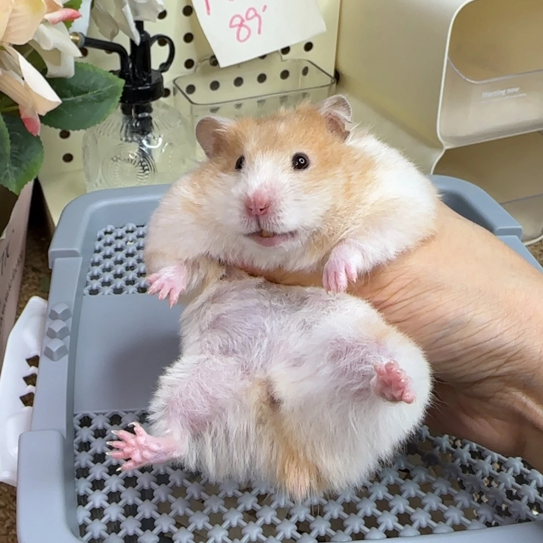 12-9肉桂波妹妹7个月165g