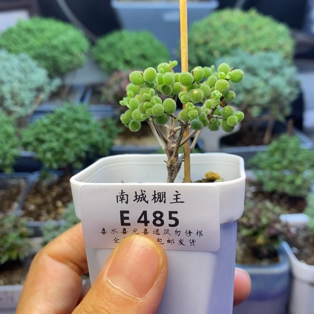 485实生糖球枝干