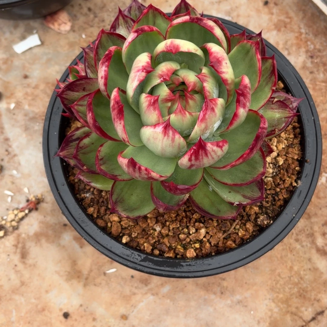 一个惊鸿仙子，非常的好看。