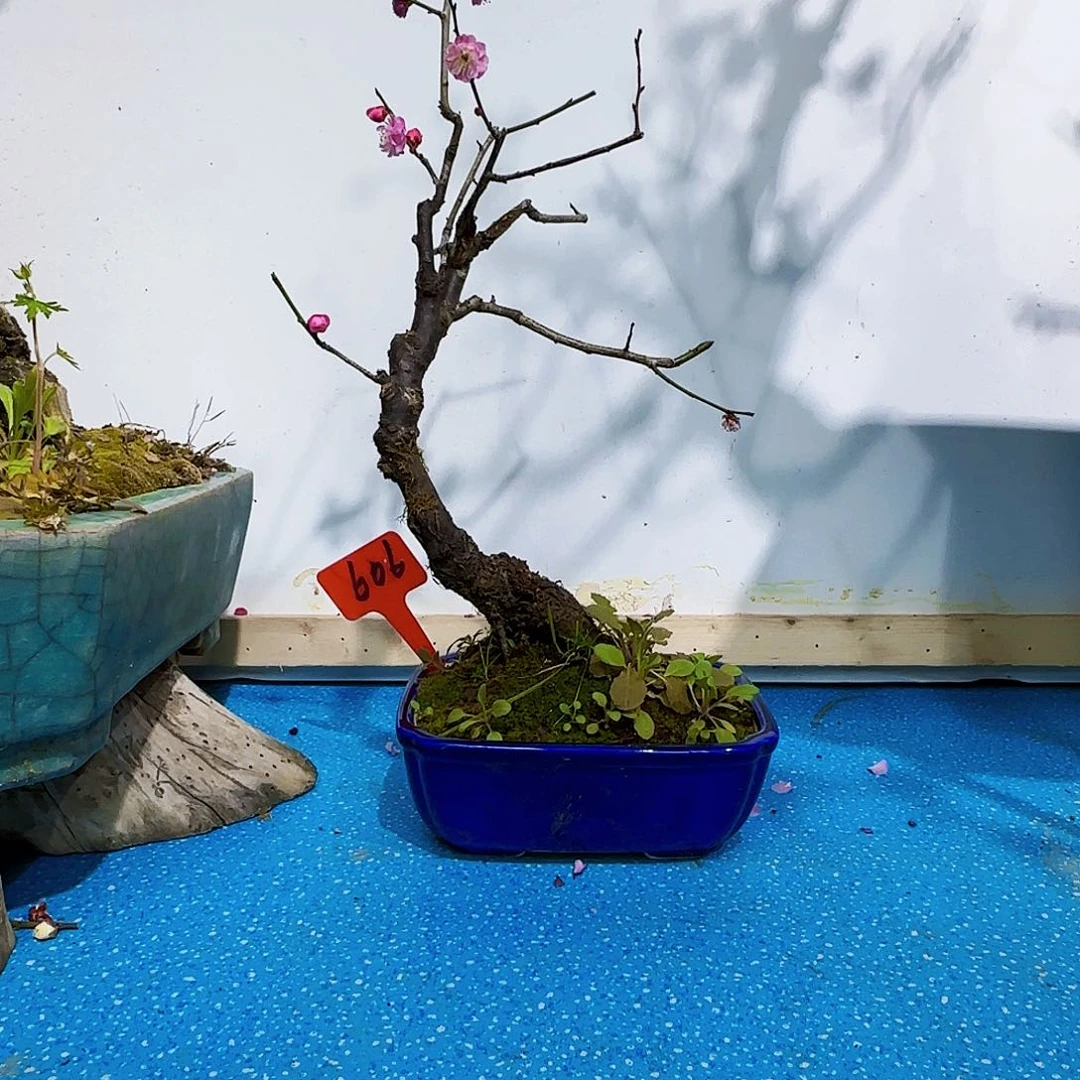 红陶心*初d g h j k l l