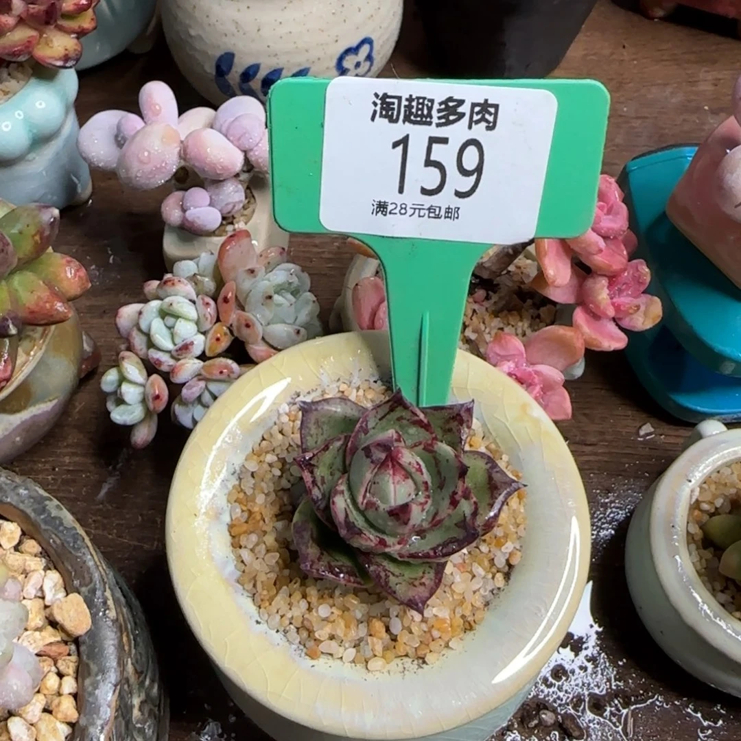 茗*斯诺娃砸狮子王啊，实话