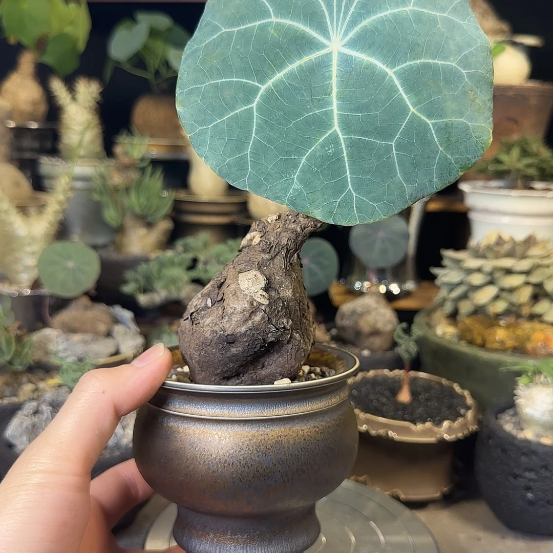 一物一拍老家一叶龟390