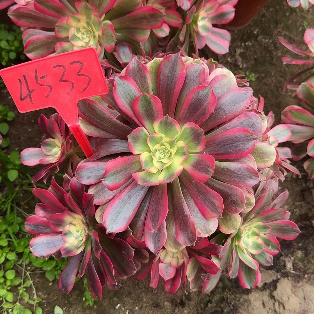 4533粉体美杜莎多肉法师