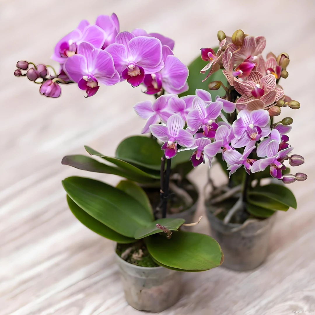 蝴蝶兰花苗带花剑客厅室内四季盆栽花卉绿植当年开花兰花苗带花苞