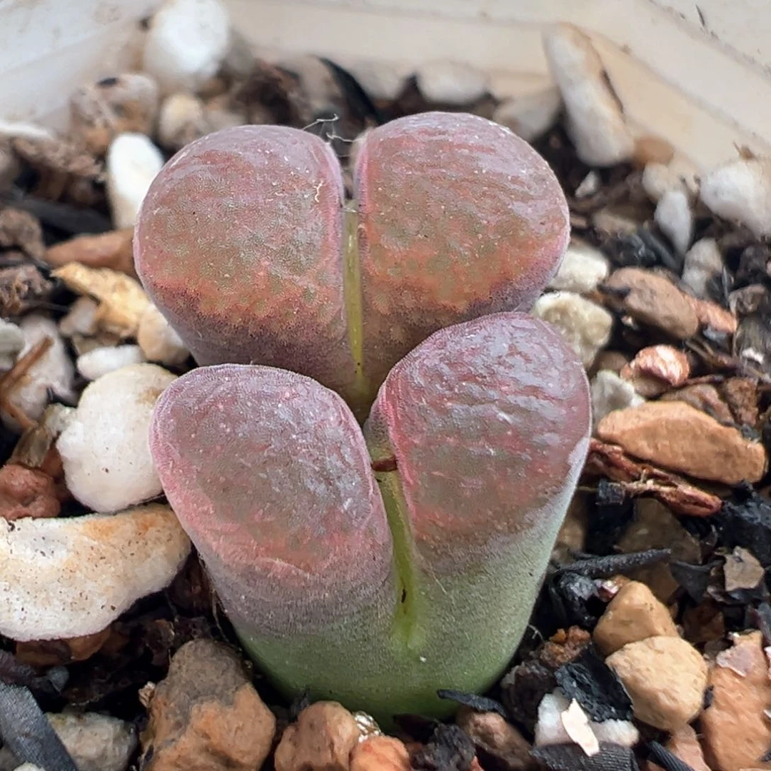 79多肉植物百科风铃