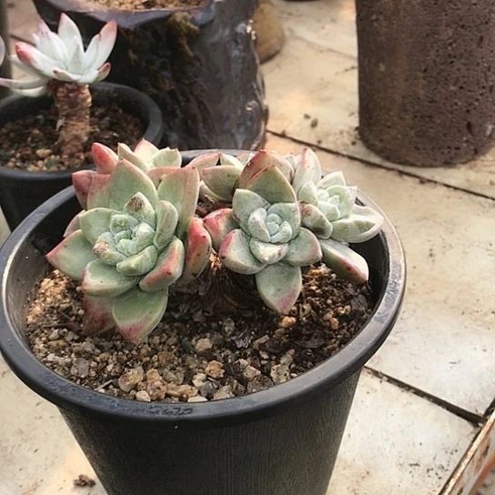 厚叶苹果叶仙女棒