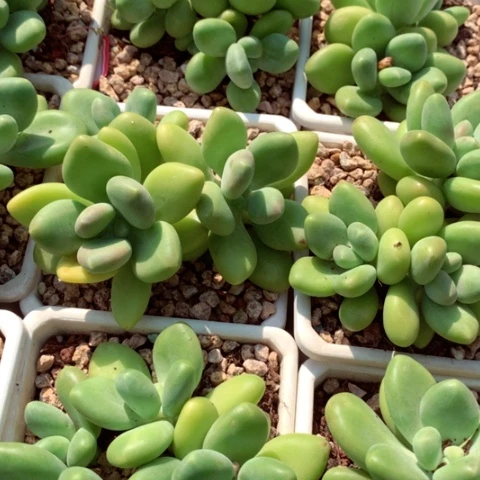芒果奶。