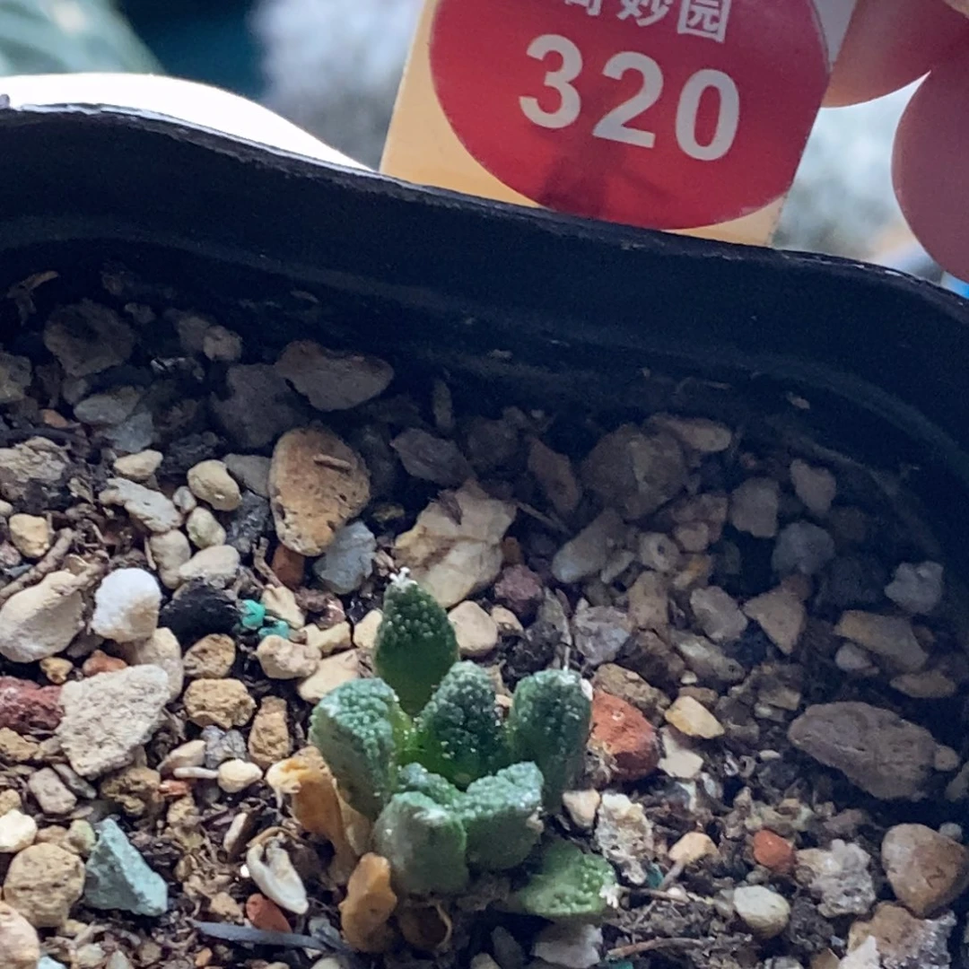 实生辛顿牡丹一颗仙人球