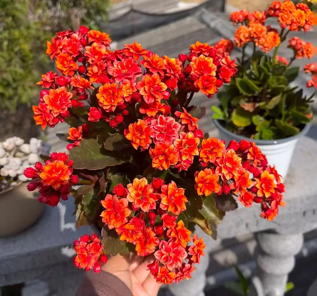 【李先生】（烟花）重瓣长寿花室内绿植大花盆栽四季开花植物