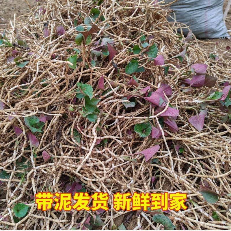 新鲜带泥鱼腥草折耳根现挖凉拌折耳根新鲜嫩根正宗当季新鲜蔬菜