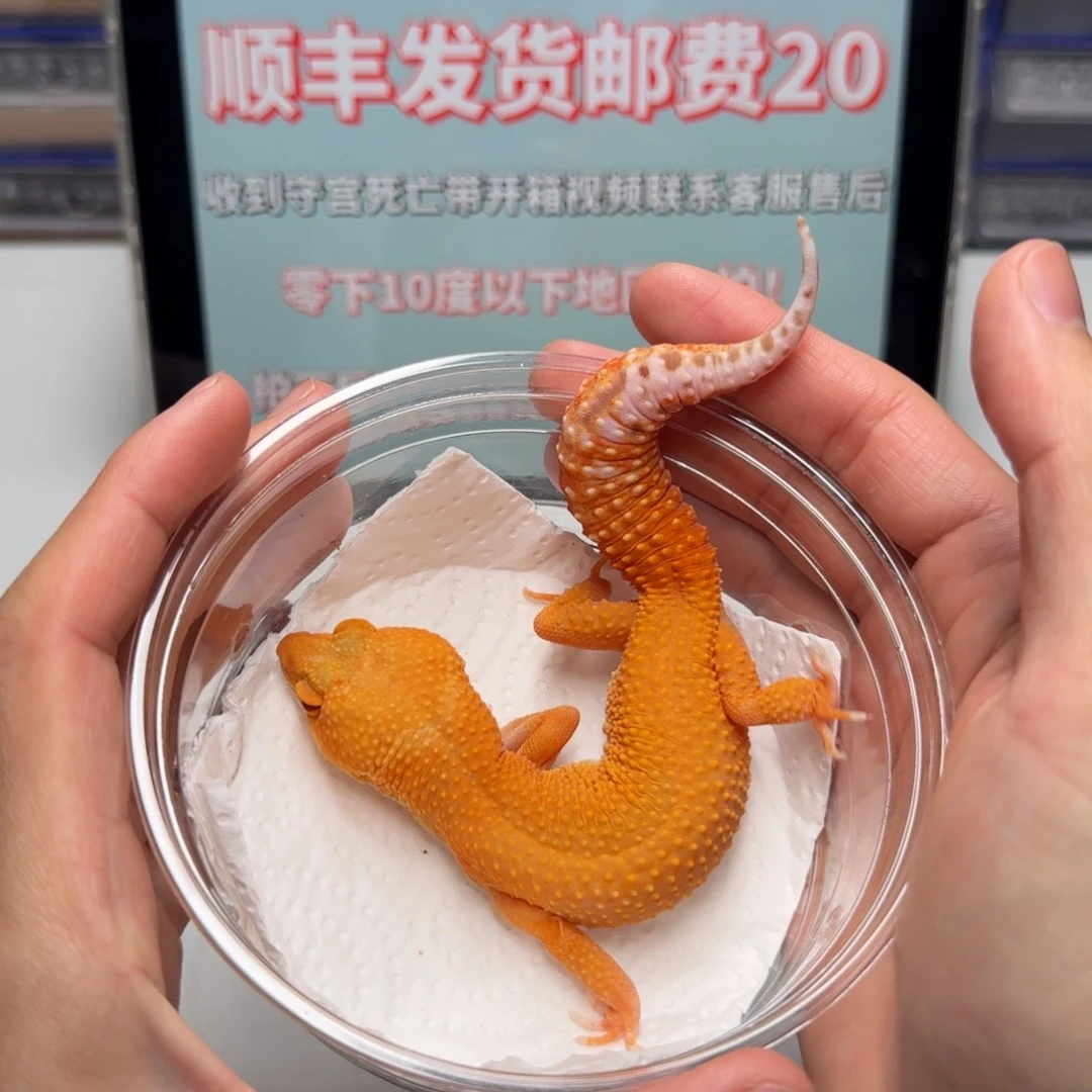 豹纹守宫阳光妹妹