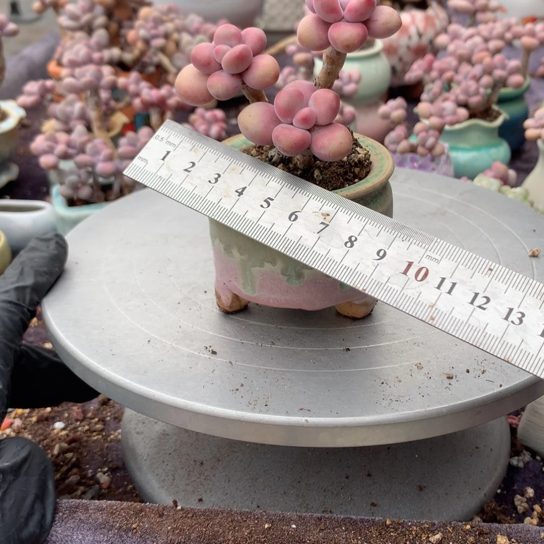 5号带桃蛋盆偏远地区不包邮的