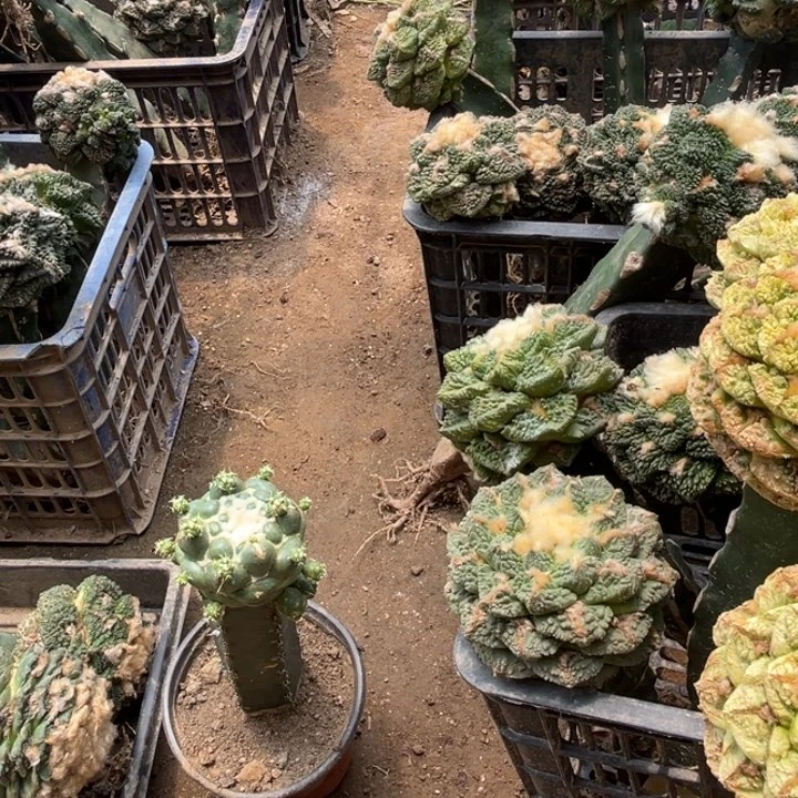 梦***章无刺象牙仙人球开花