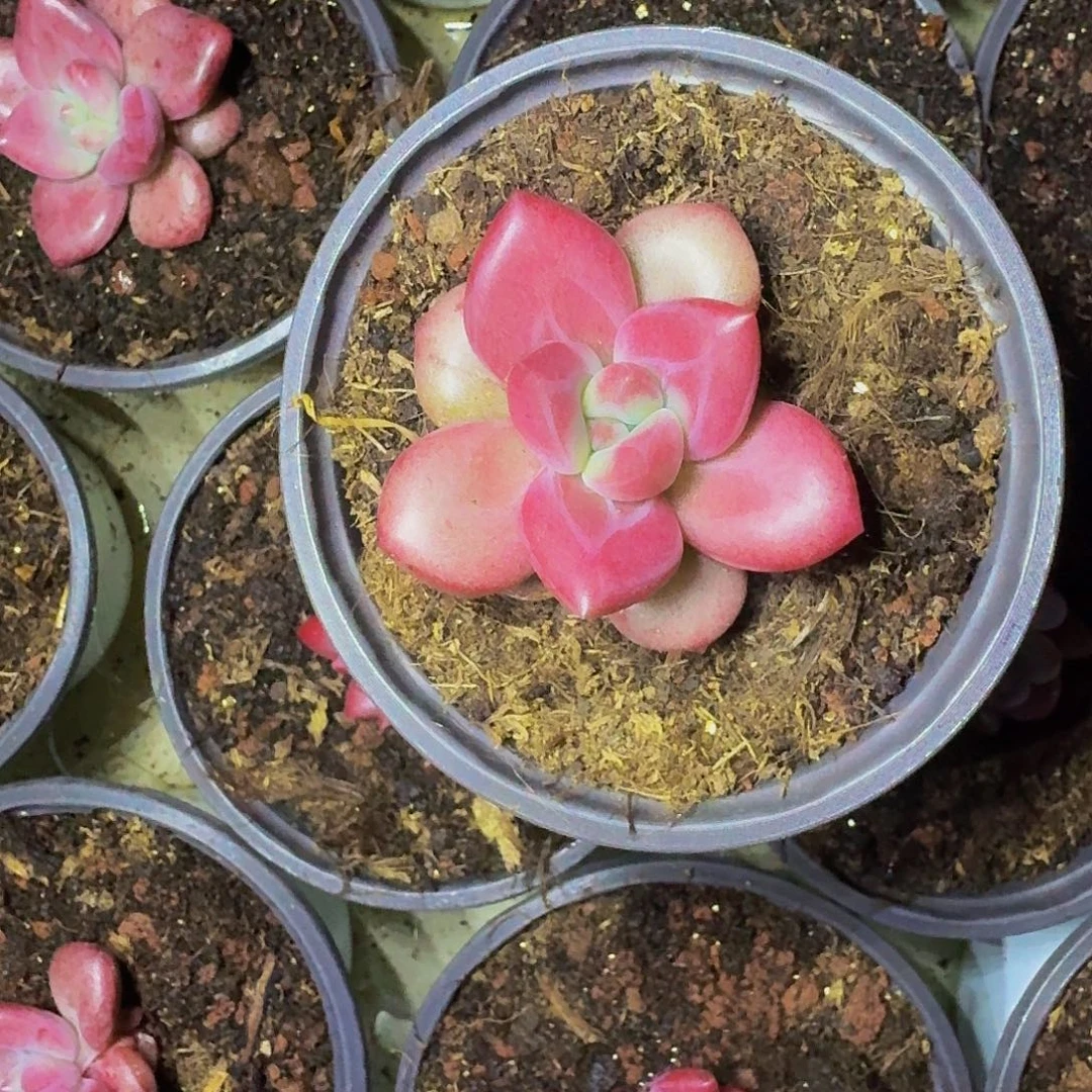 赫菲斯托 单头 一物一拍