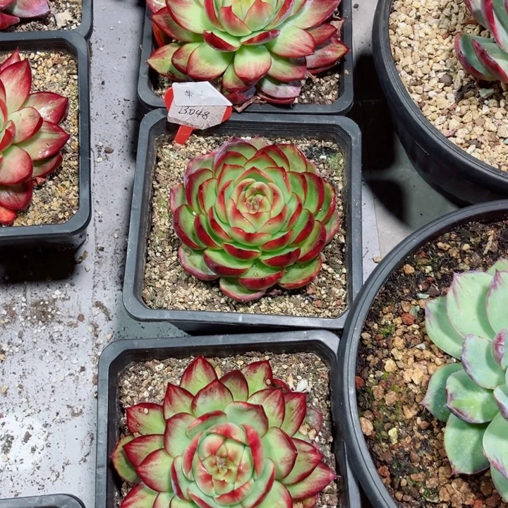 粤***貓惊鸿仙子多肉植物A30.B48A48