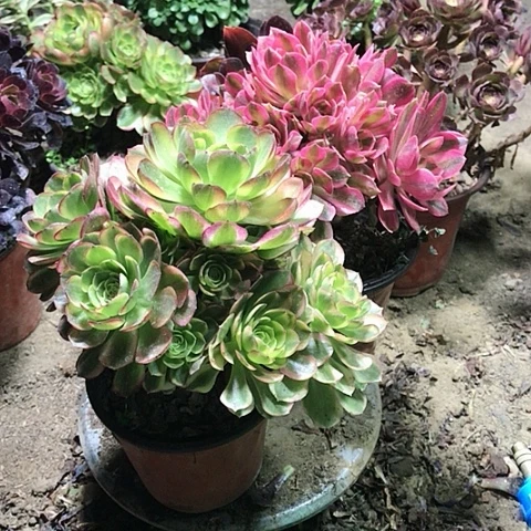 奶白十粉女巫法师20