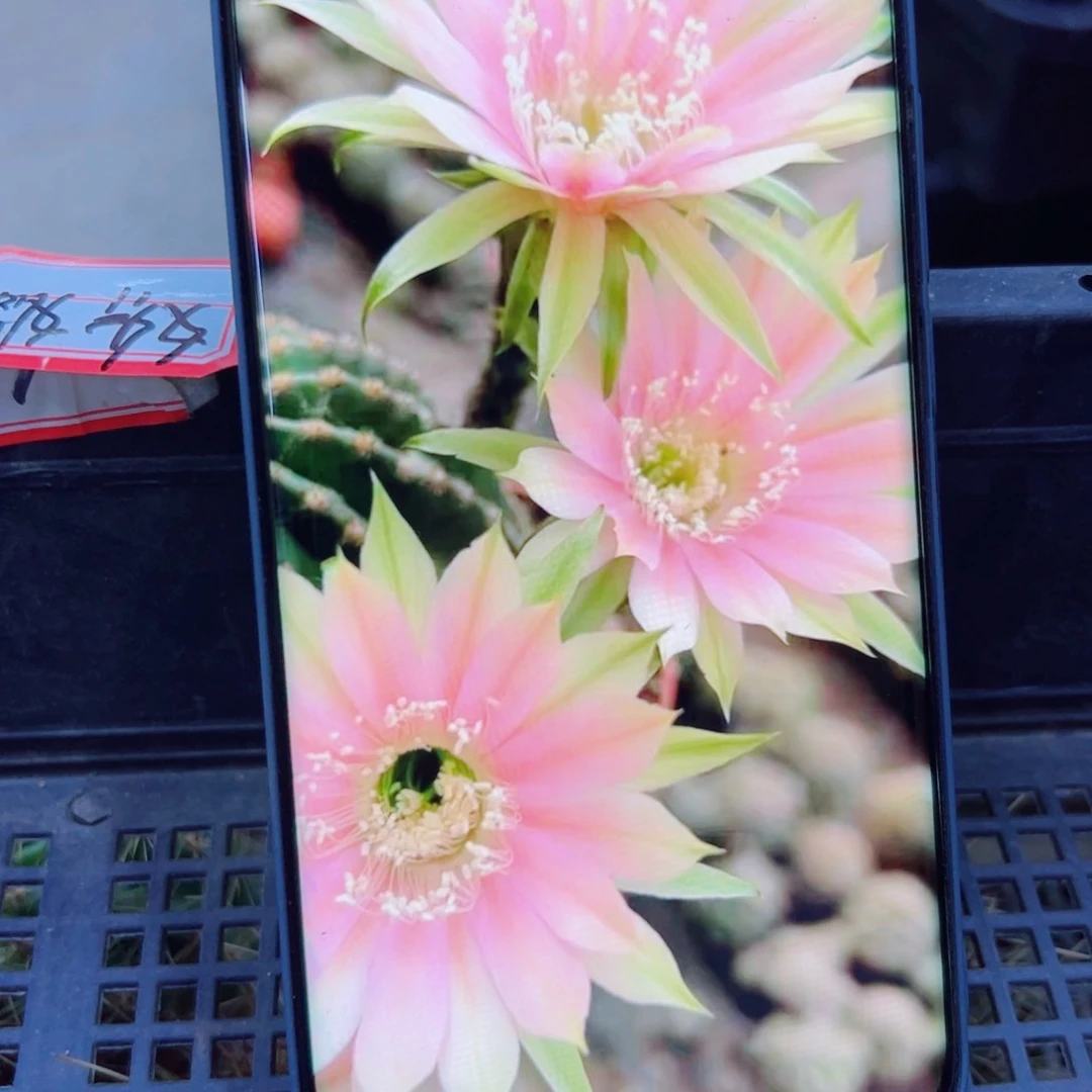 下69金刚17 歪无根侧芽4公分左右20包邮