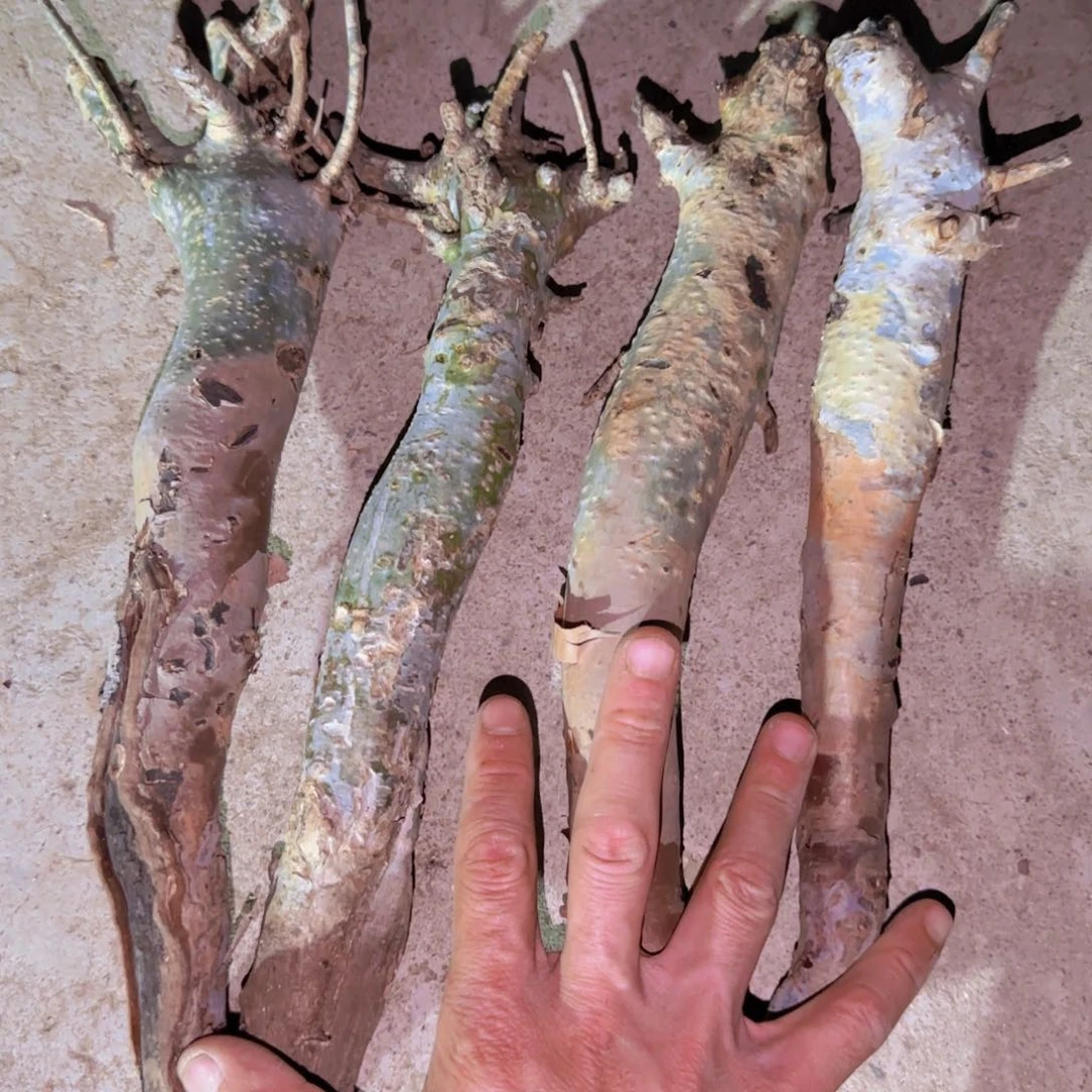 块根植物块根植物块根植物