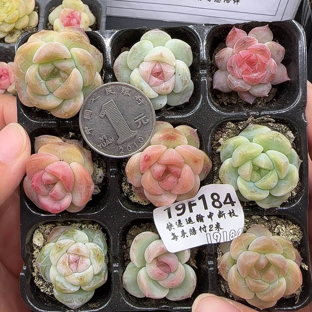184九棵混搭糖心珍妮2厘米左右