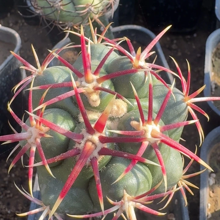 割刺大红鹰6666666