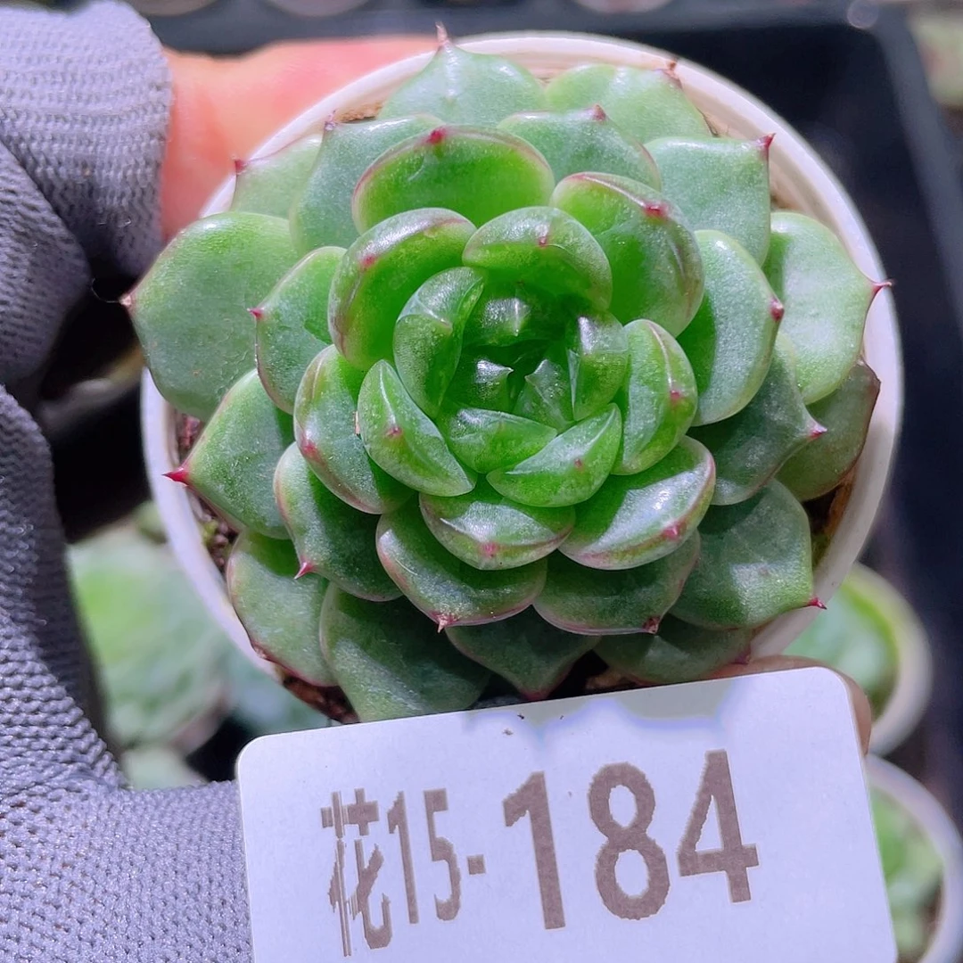 花利美15-184珍妮