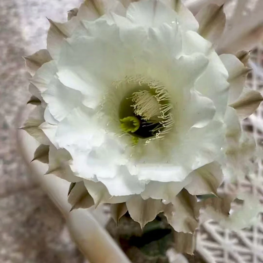 彩,灰太狼仙人球无根侧芽,环境不同颜色深浅有变化正常,介意勿拍!
