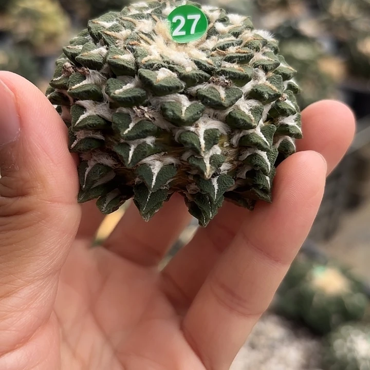 袖蒲苗接落地仙人球27
