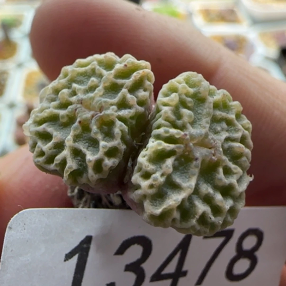 【闪购商品】13478超烧母本