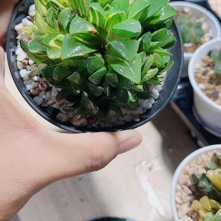 特价处理姬寿锦系列的