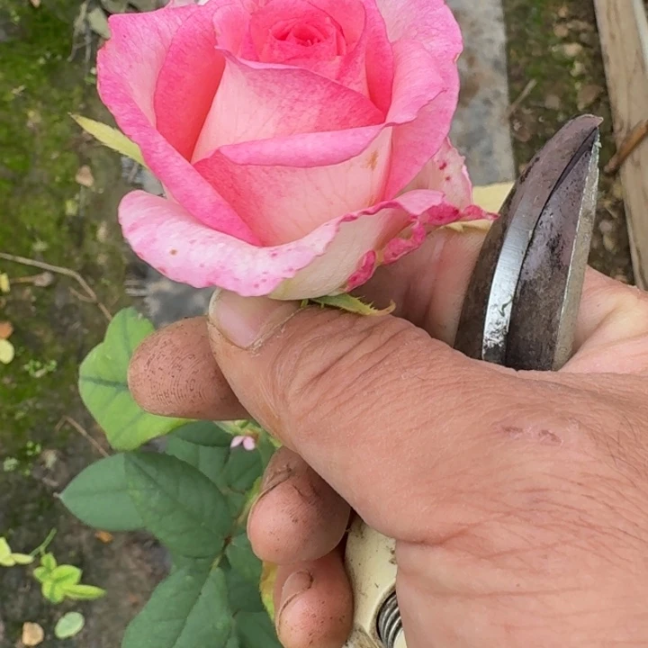 无花朵秋日私语一加